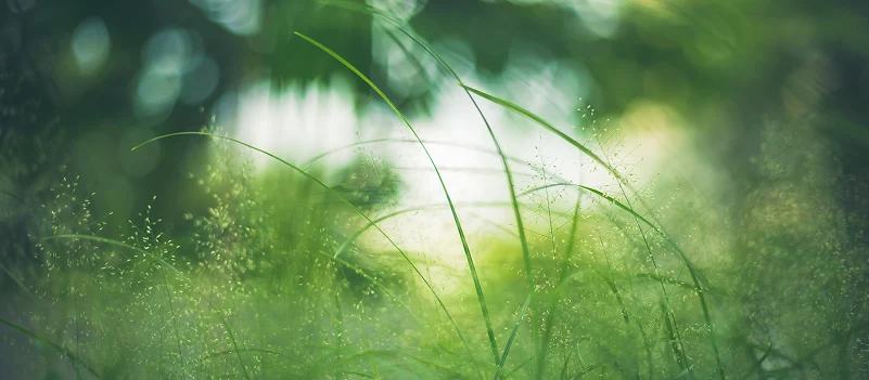 Grønt gress i naturen med mykt lys